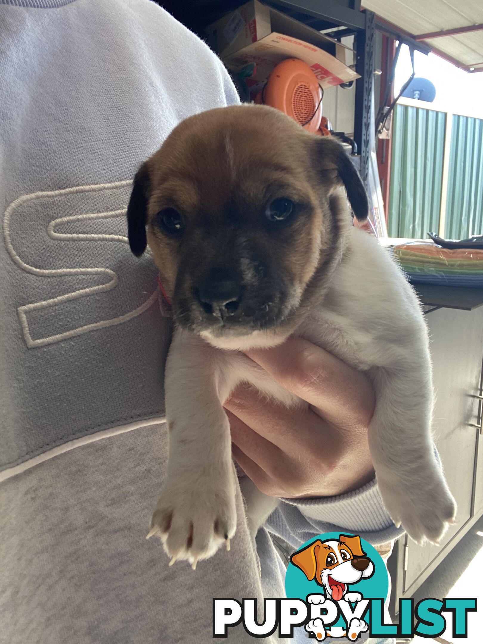 Jack Russell Puppies