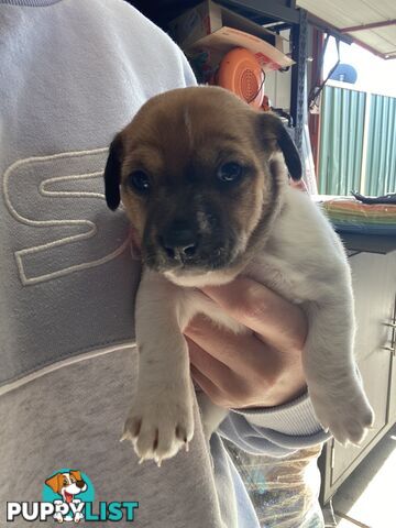 Jack Russell Puppies