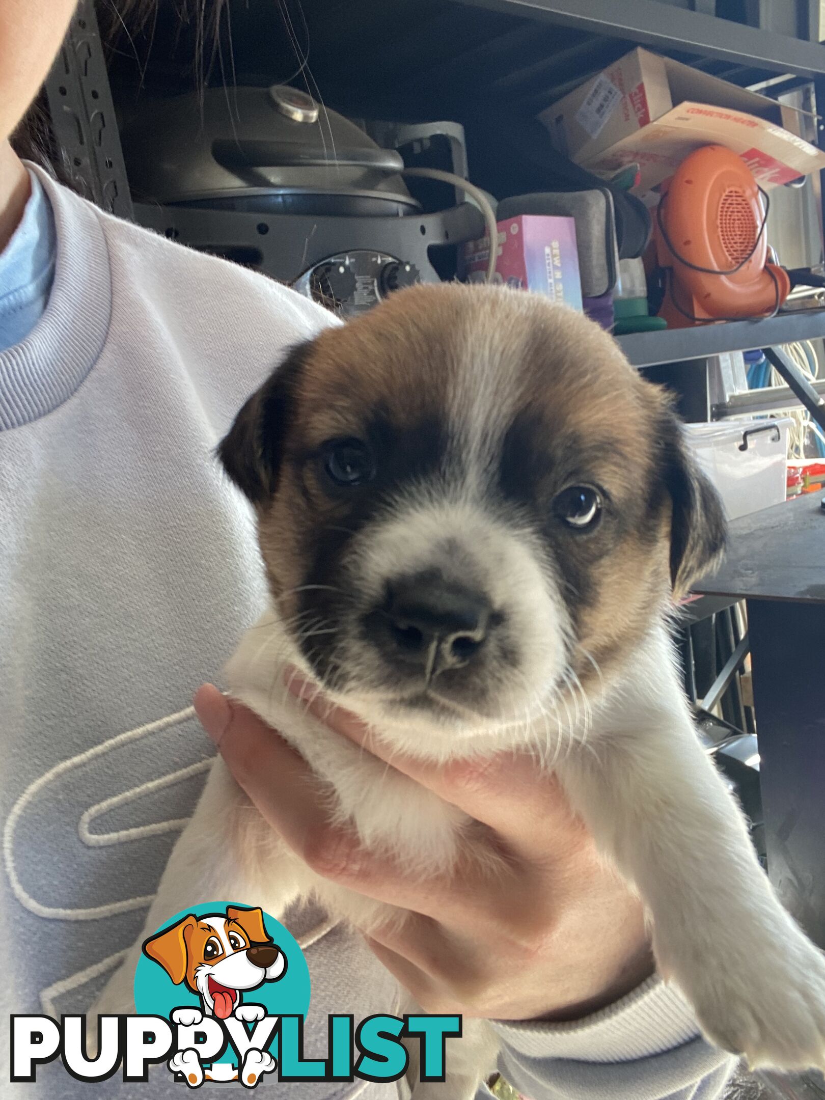 Jack Russell Puppies