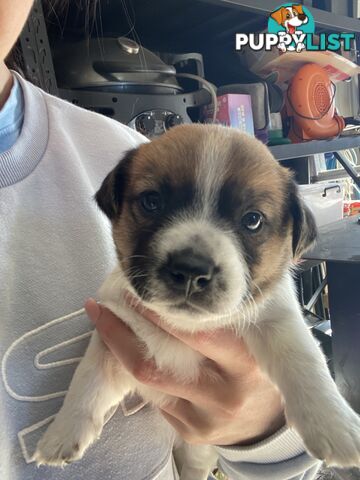 Jack Russell Puppies