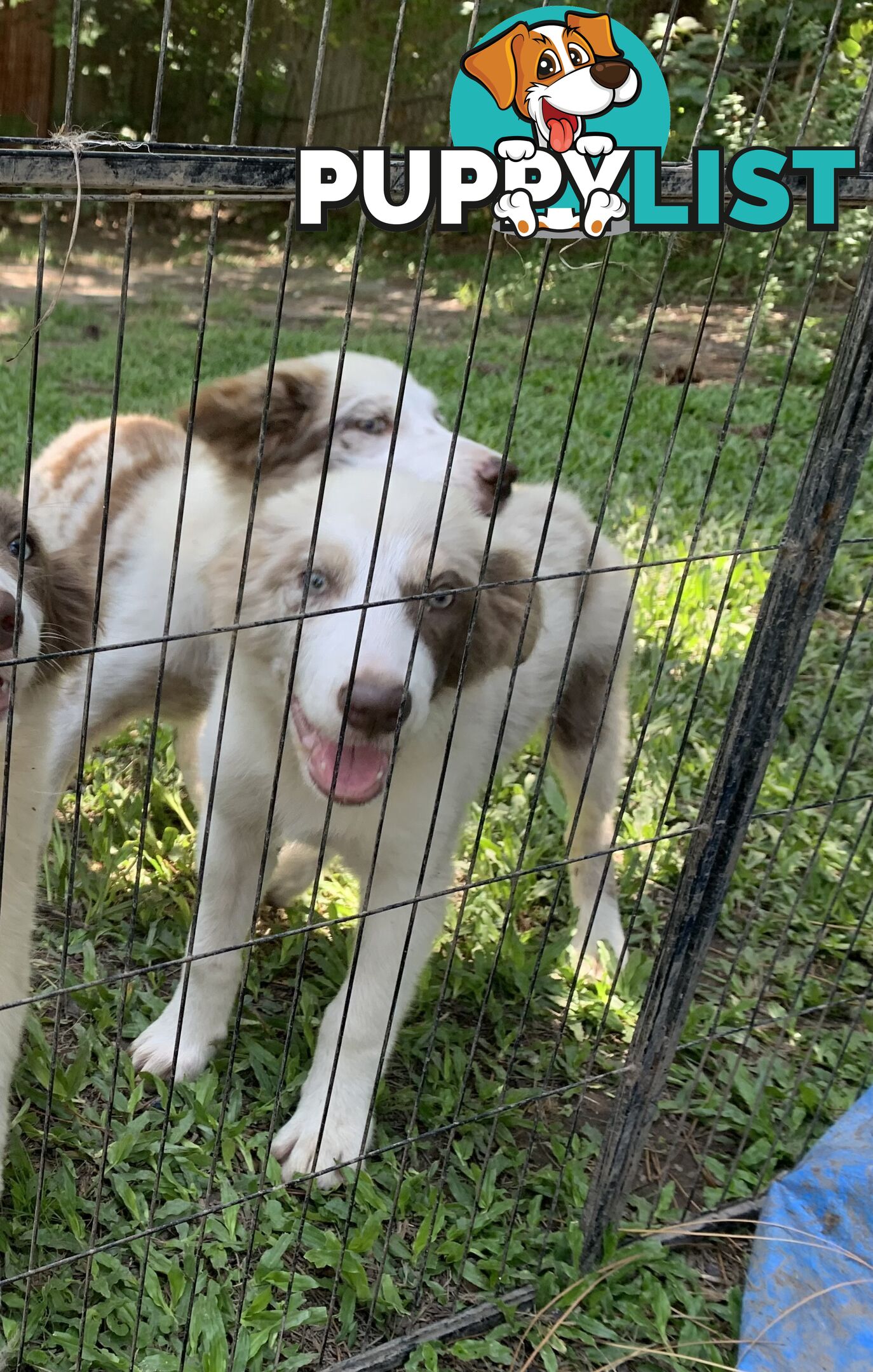 Border collies