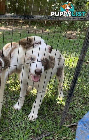 Border collies