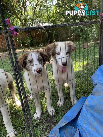 Border collies