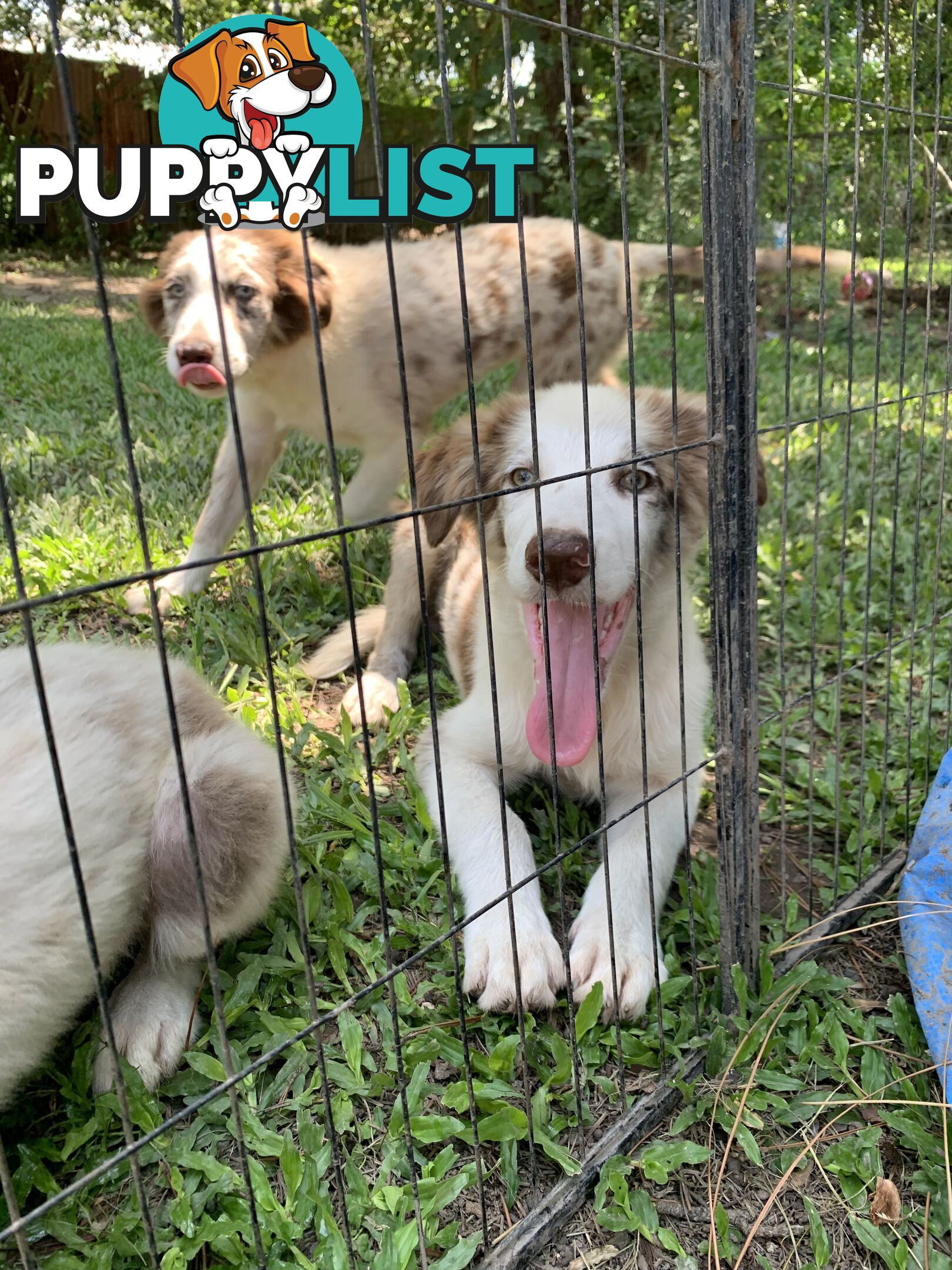 Border collies