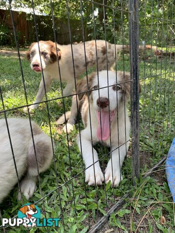 Border collies