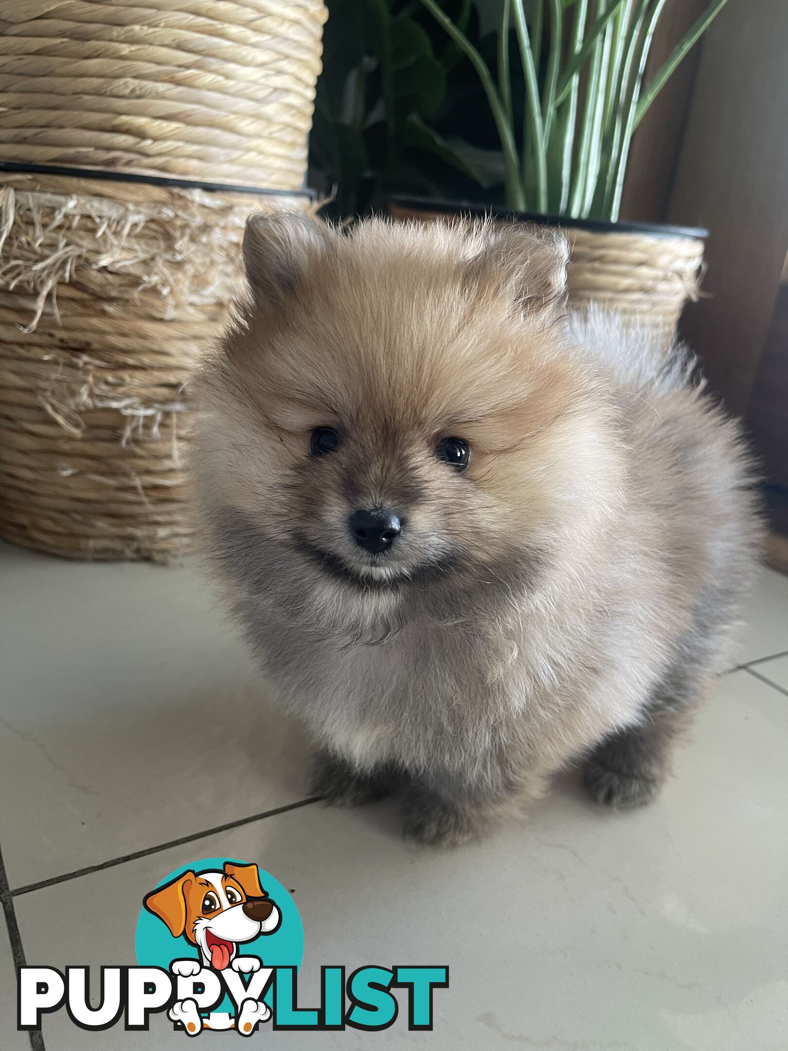 Pure Bred Male Pomeranian