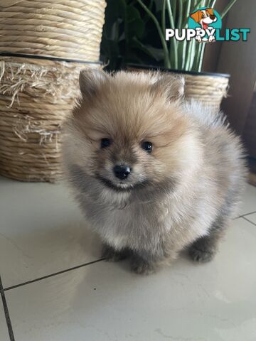 Pure Bred Male Pomeranian