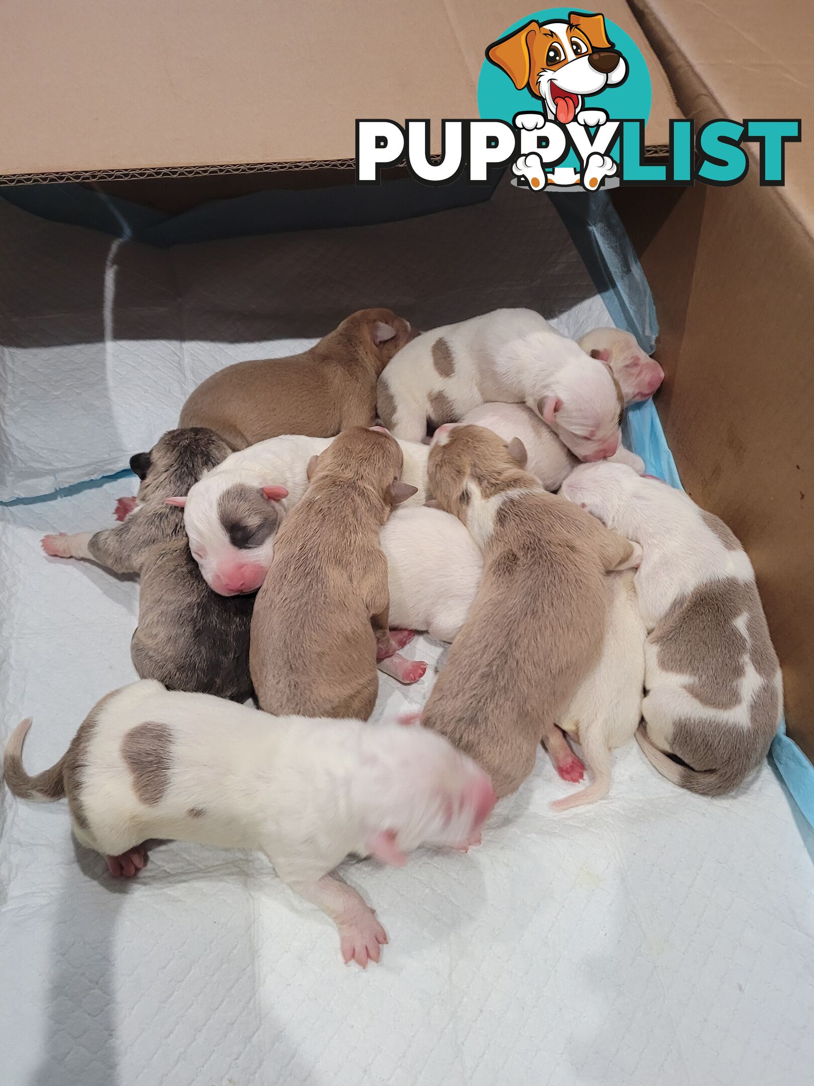 Gorgeous American Staffie pups. 4 weeks old