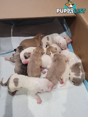 Gorgeous American Staffie pups. 4 weeks old