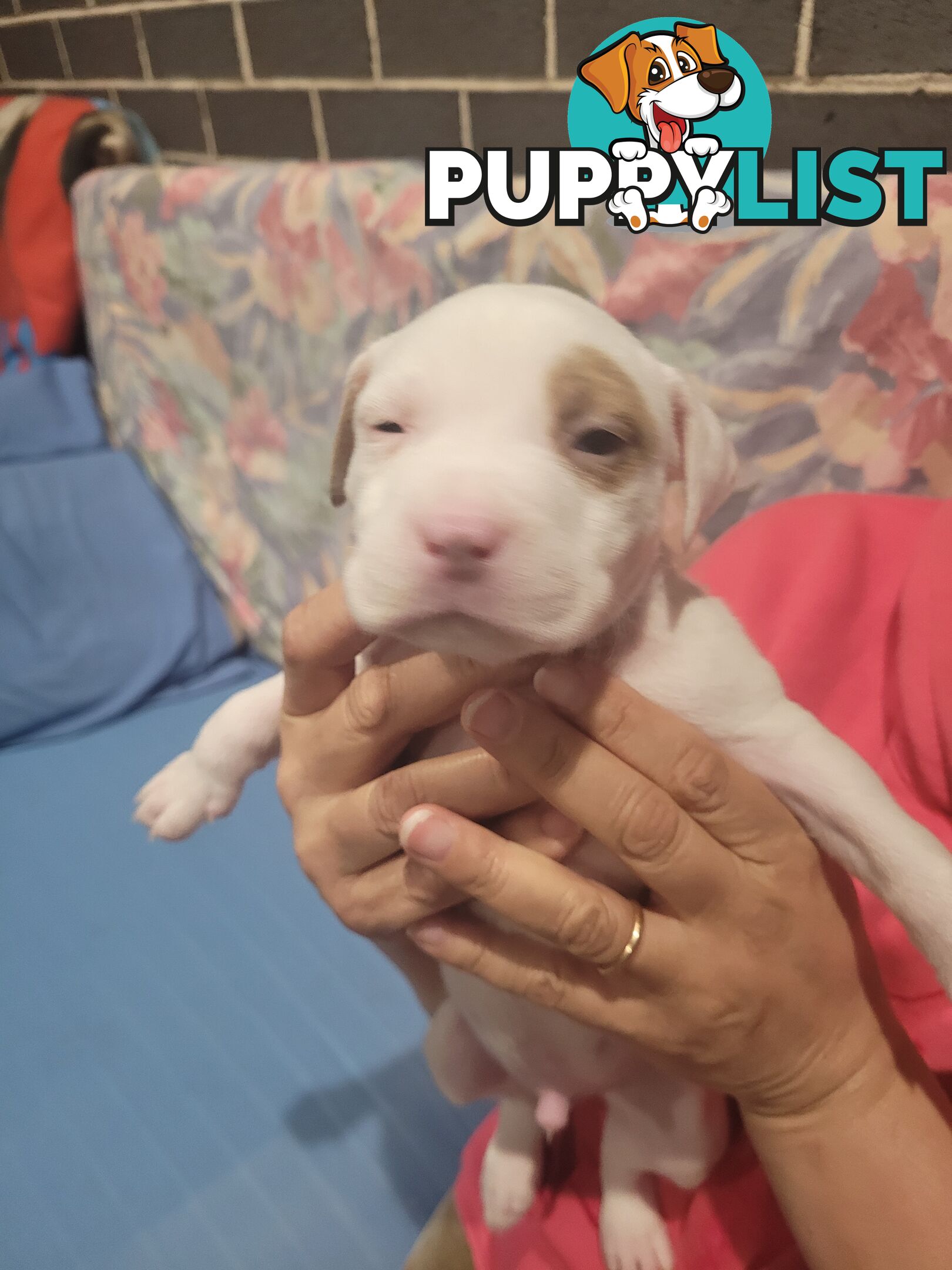 Gorgeous American Staffie pups. 4 weeks old