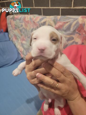 Gorgeous American Staffie pups. 4 weeks old