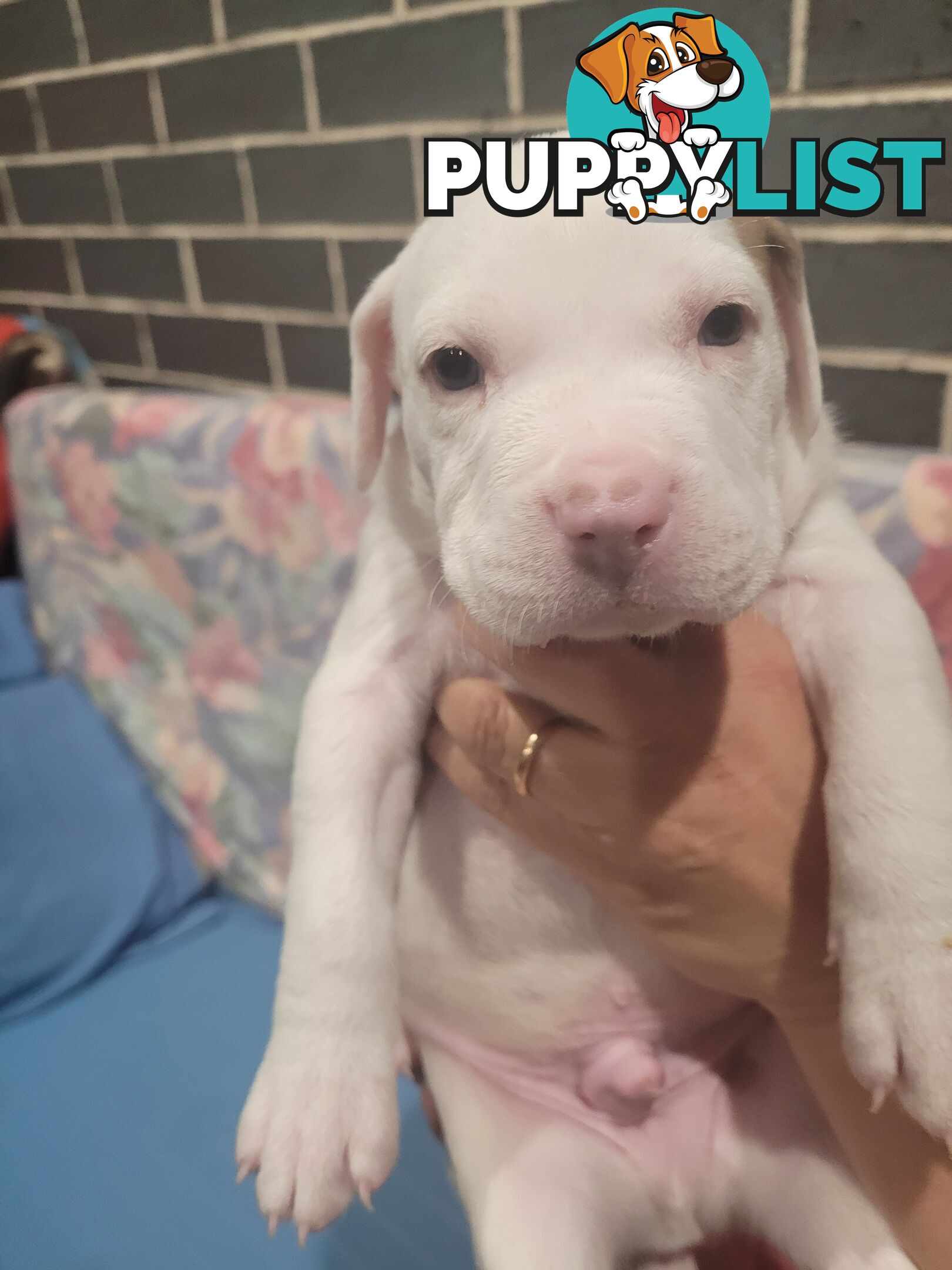 Gorgeous American Staffie pups. 4 weeks old