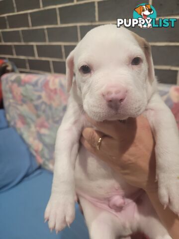 Gorgeous American Staffie pups. 4 weeks old