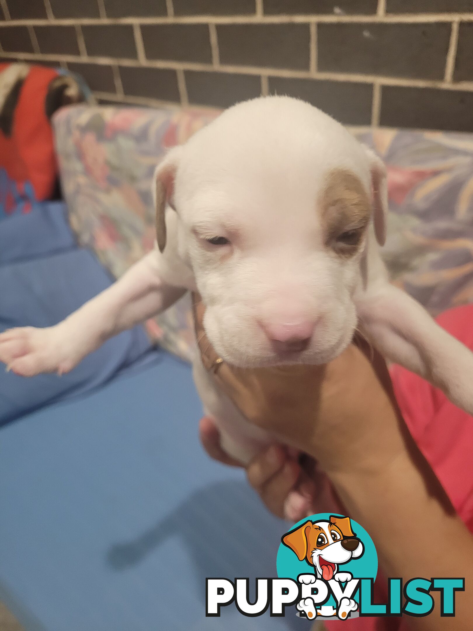 Gorgeous American Staffie pups. 4 weeks old