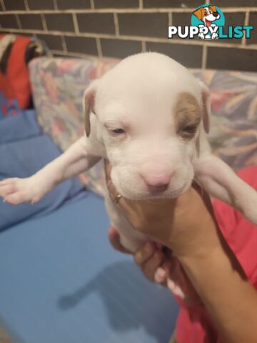 Gorgeous American Staffie pups. 4 weeks old