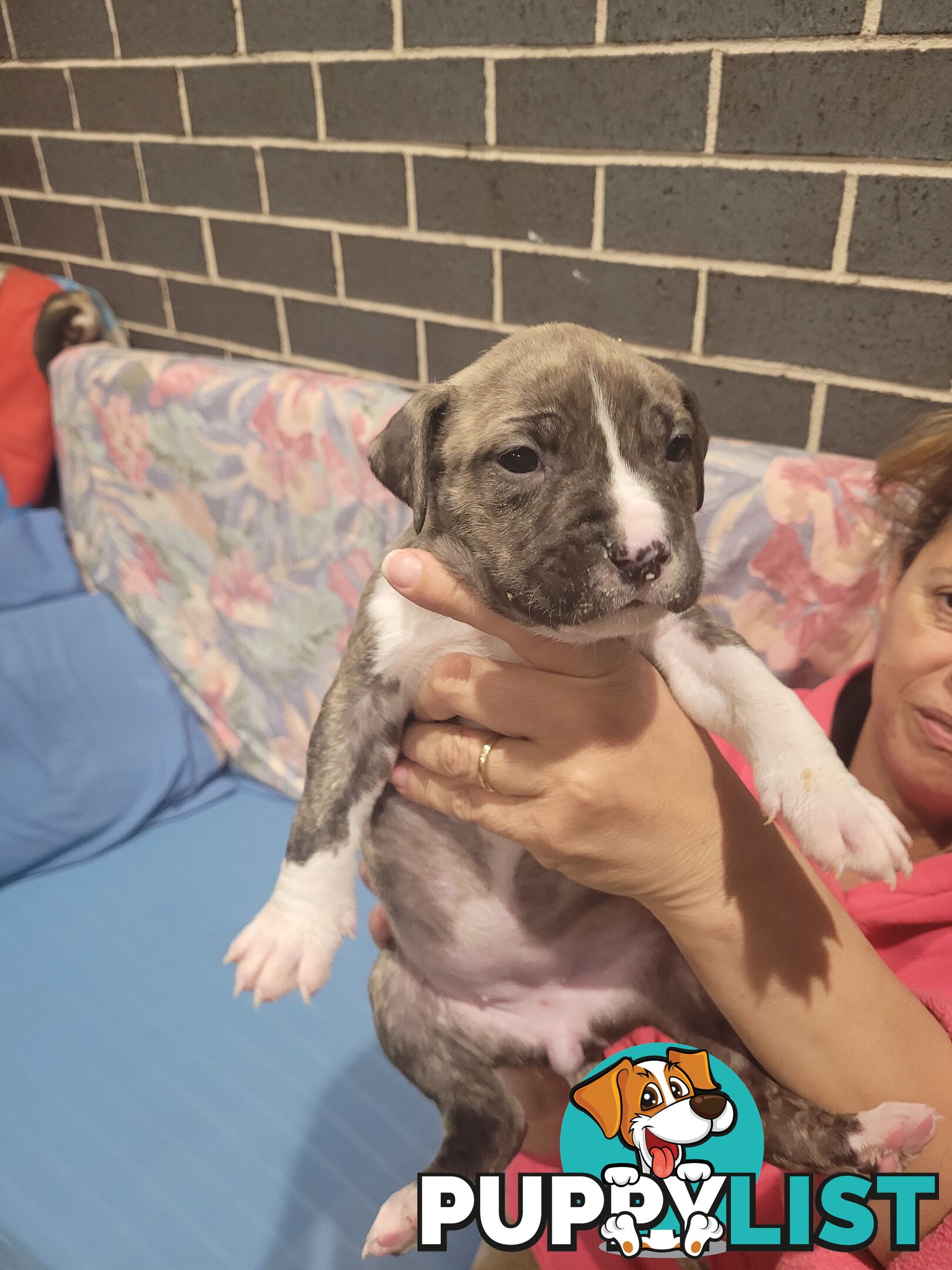 Gorgeous American Staffie pups. 4 weeks old