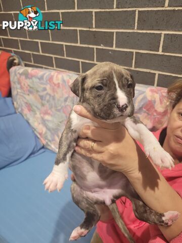 Gorgeous American Staffie pups. 4 weeks old