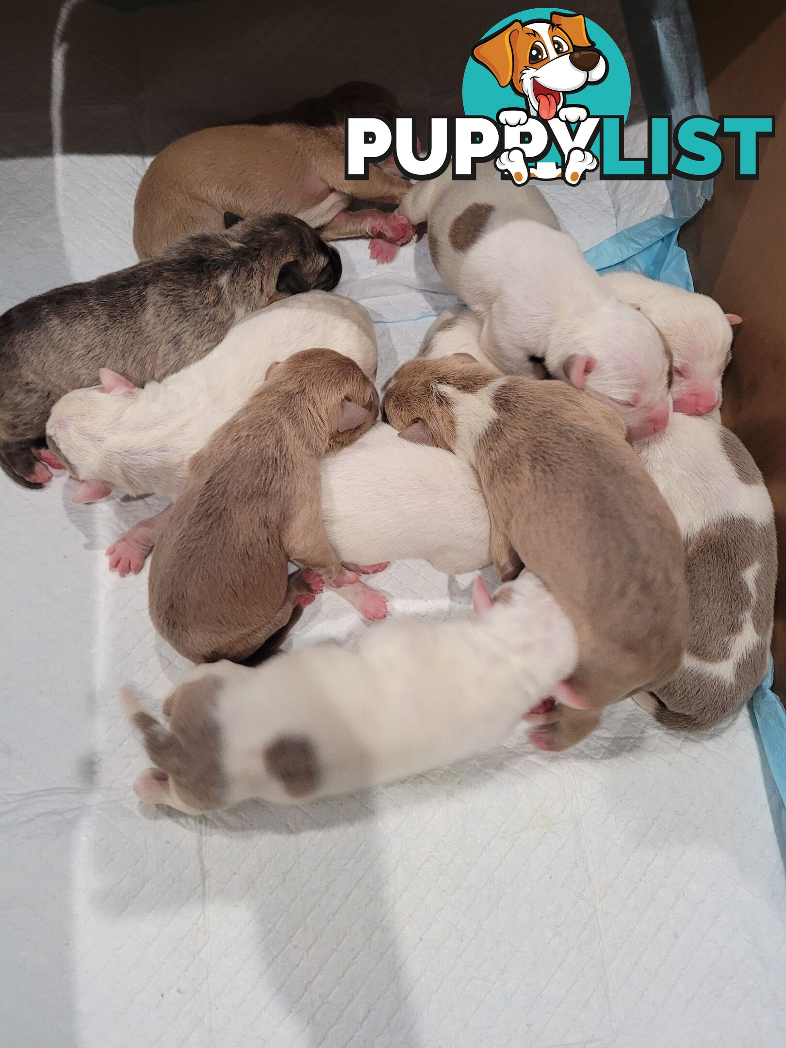 Gorgeous American Staffie pups. 4 weeks old