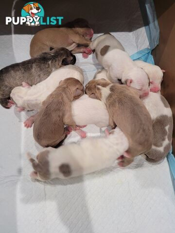 Gorgeous American Staffie pups. 4 weeks old