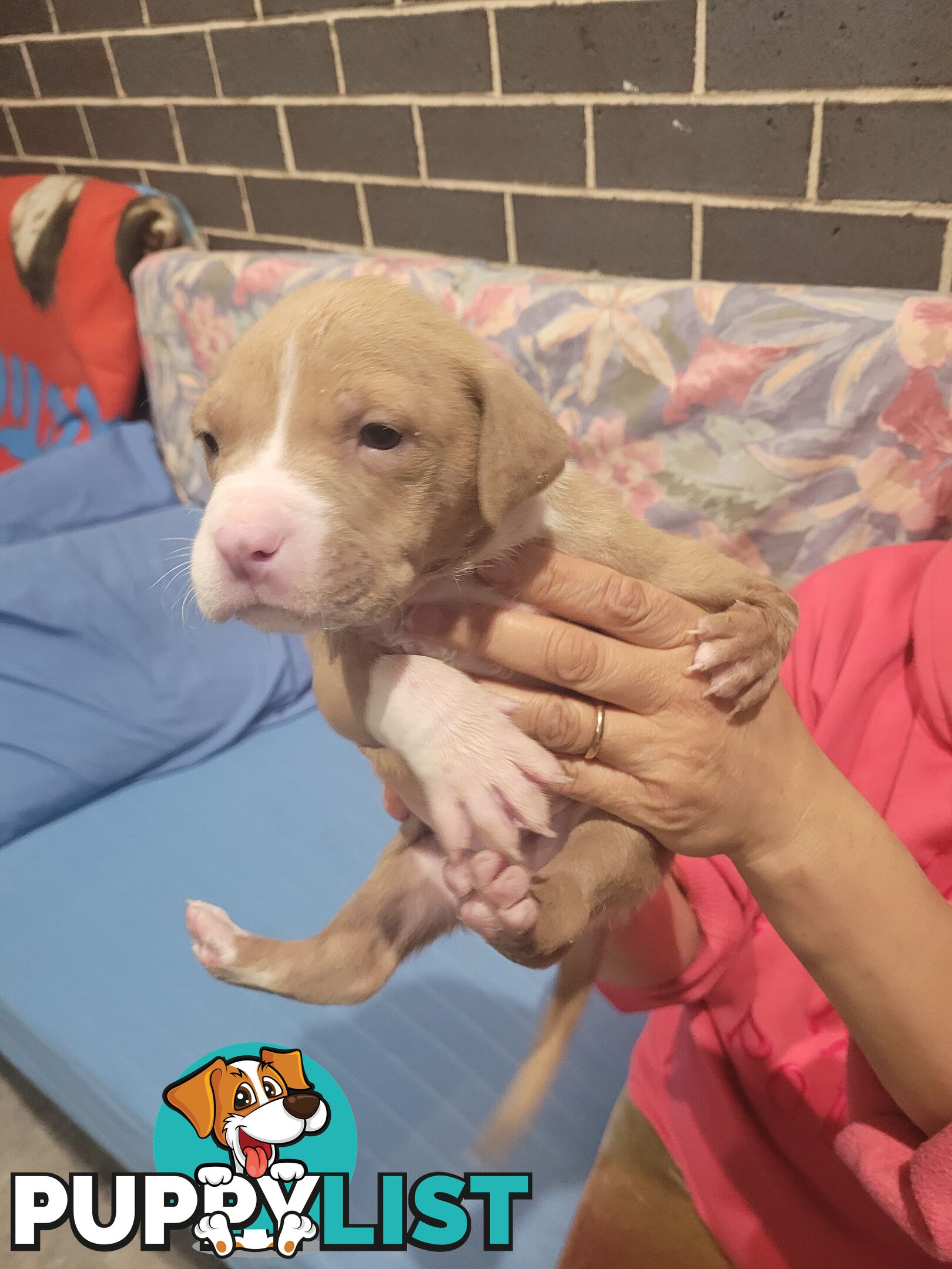 Gorgeous American Staffie pups. 4 weeks old