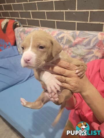 Gorgeous American Staffie pups. 4 weeks old