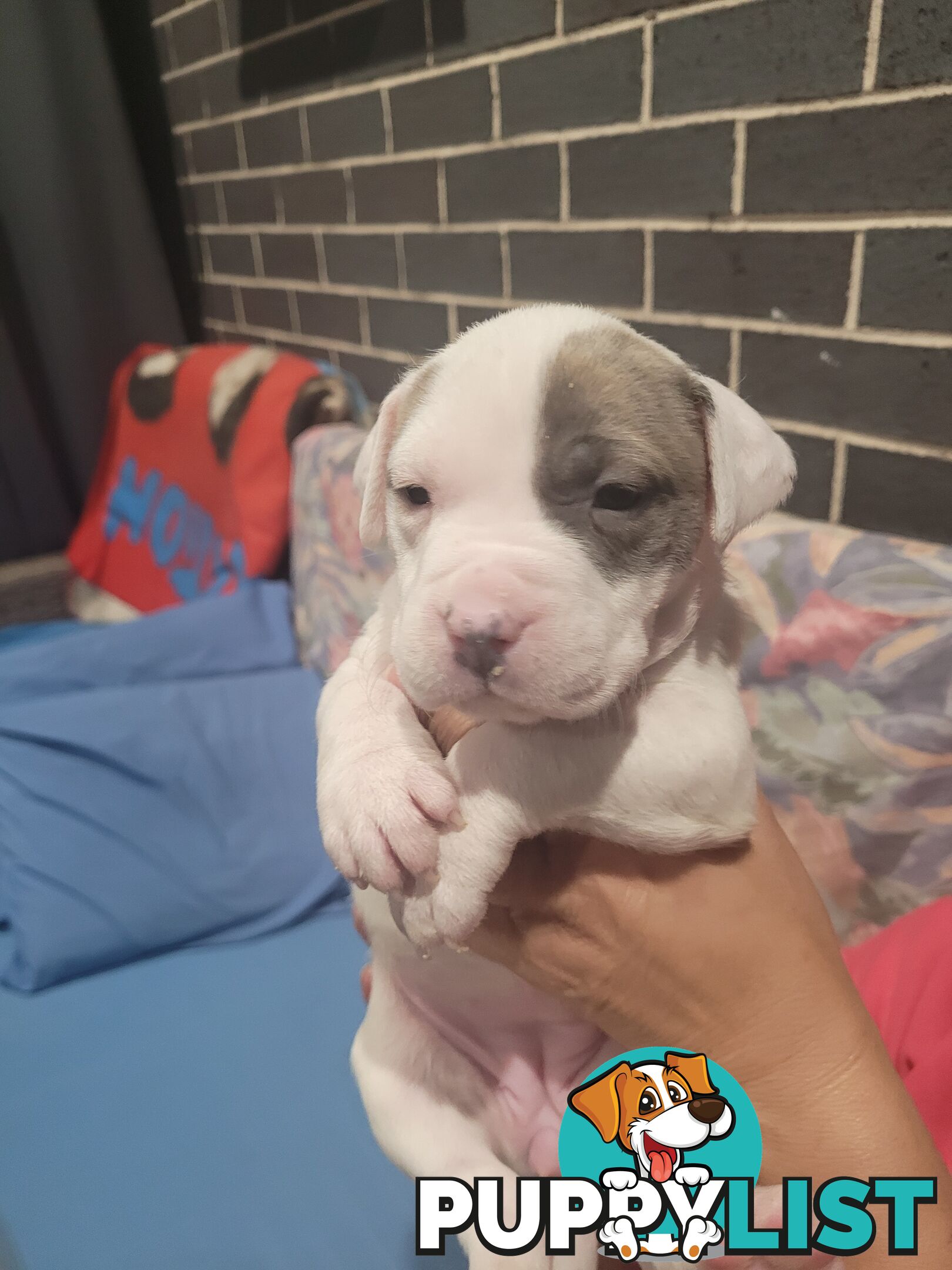 Gorgeous American Staffie pups. 4 weeks old