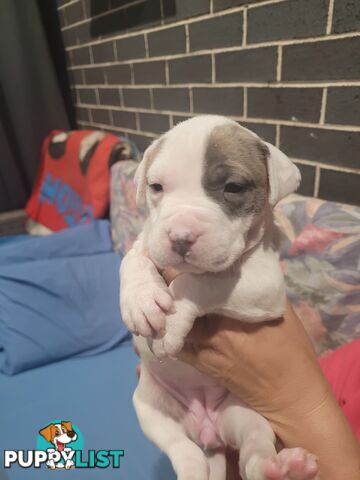 Gorgeous American Staffie pups. 4 weeks old