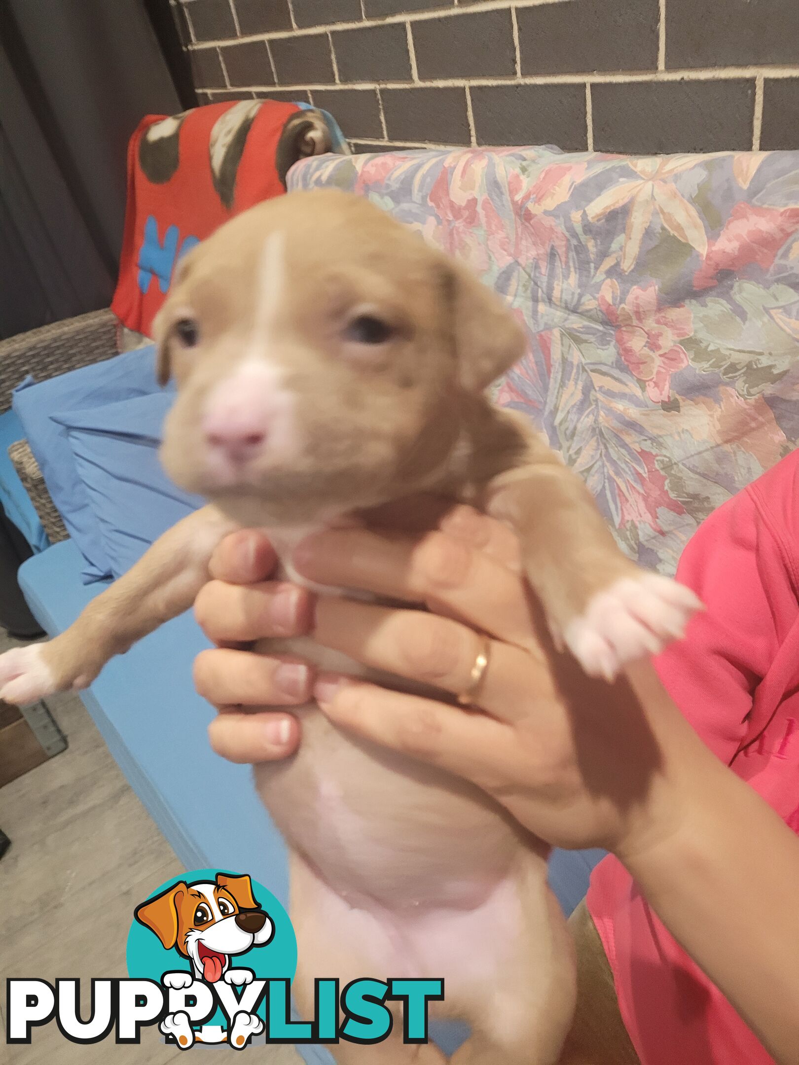 Gorgeous American Staffie pups. 4 weeks old