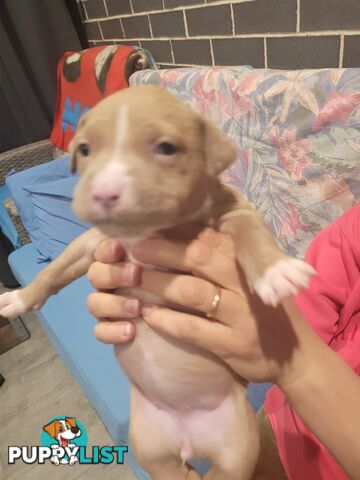 Gorgeous American Staffie pups. 4 weeks old