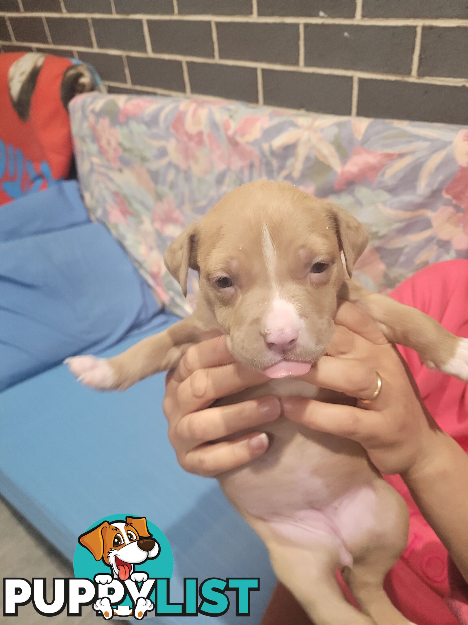 Gorgeous American Staffie pups. 4 weeks old