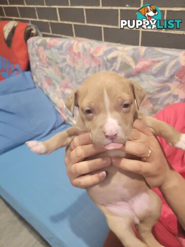 Gorgeous American Staffie pups. 4 weeks old