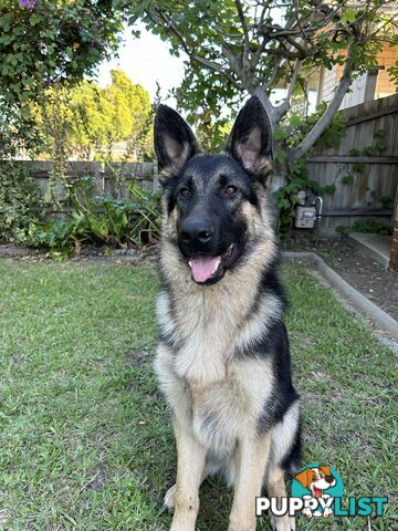 Pure German Shepherd Pups