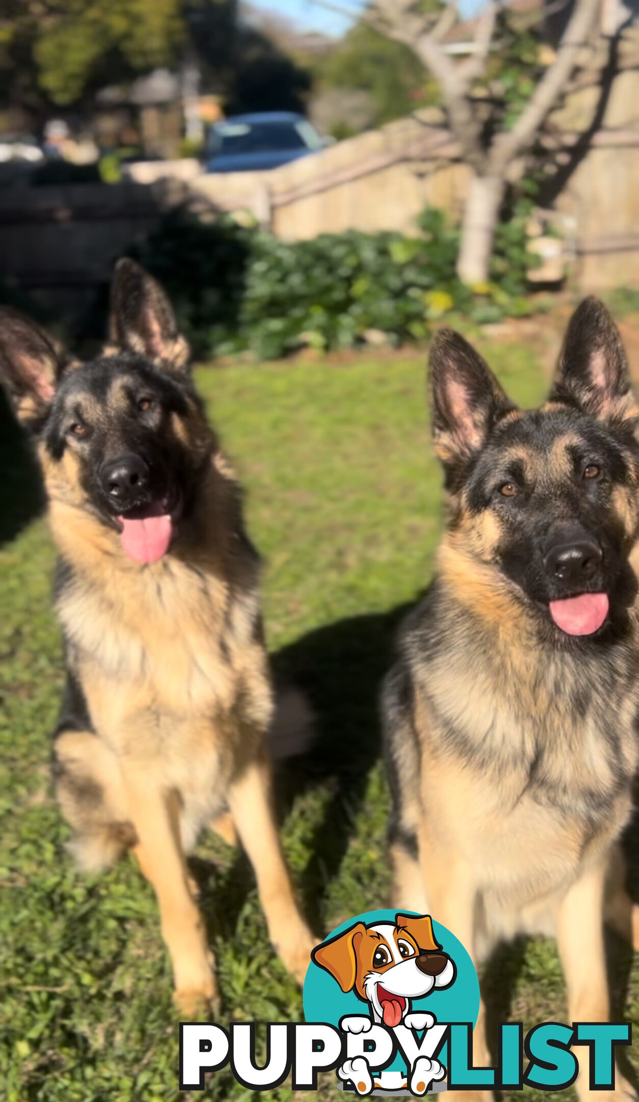 Pure German Shepherd Pups