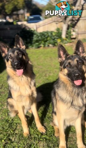 Pure German Shepherd Pups