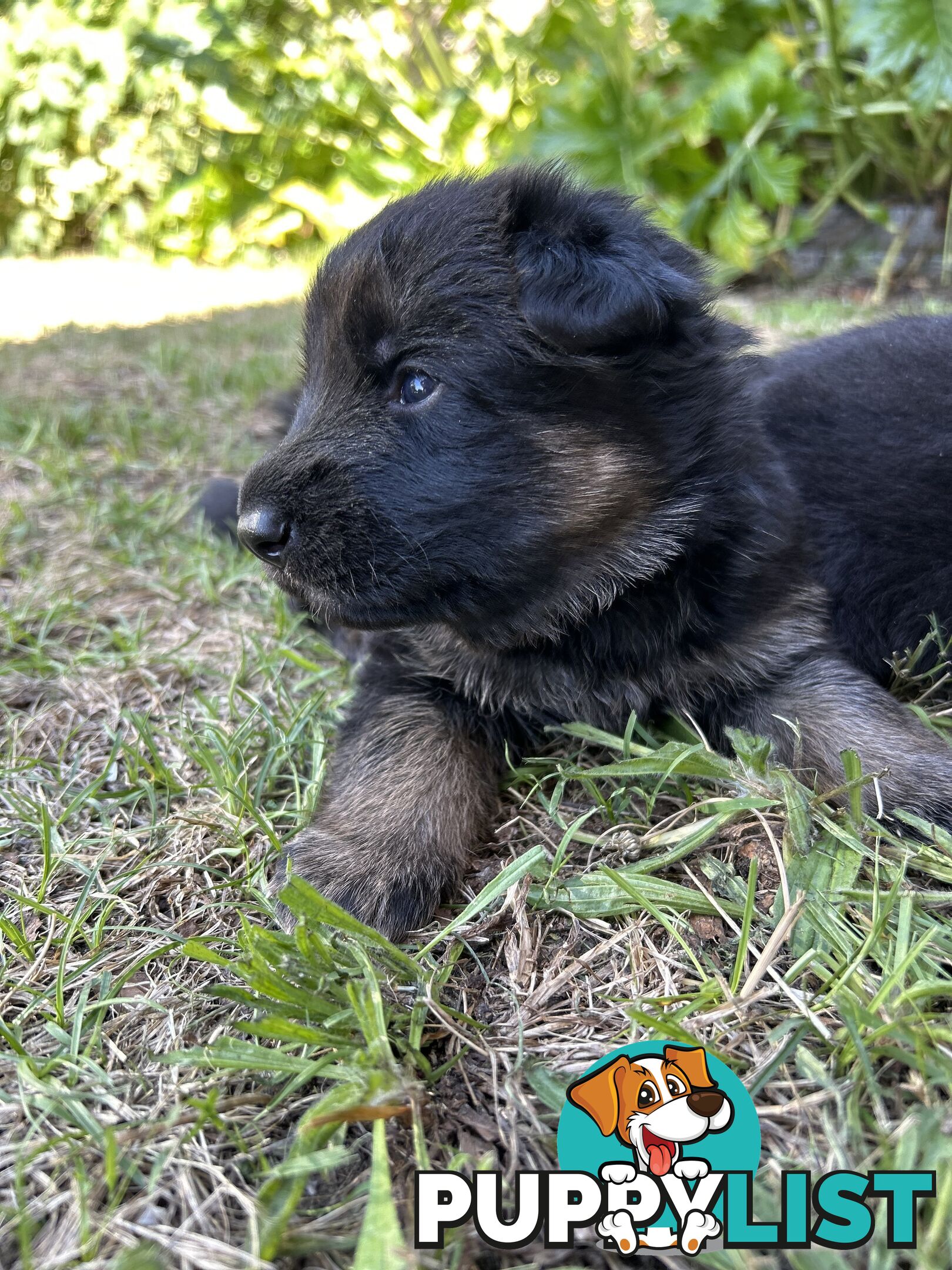 Pure German Shepherd Pups