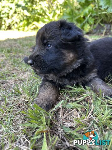 Pure German Shepherd Pups