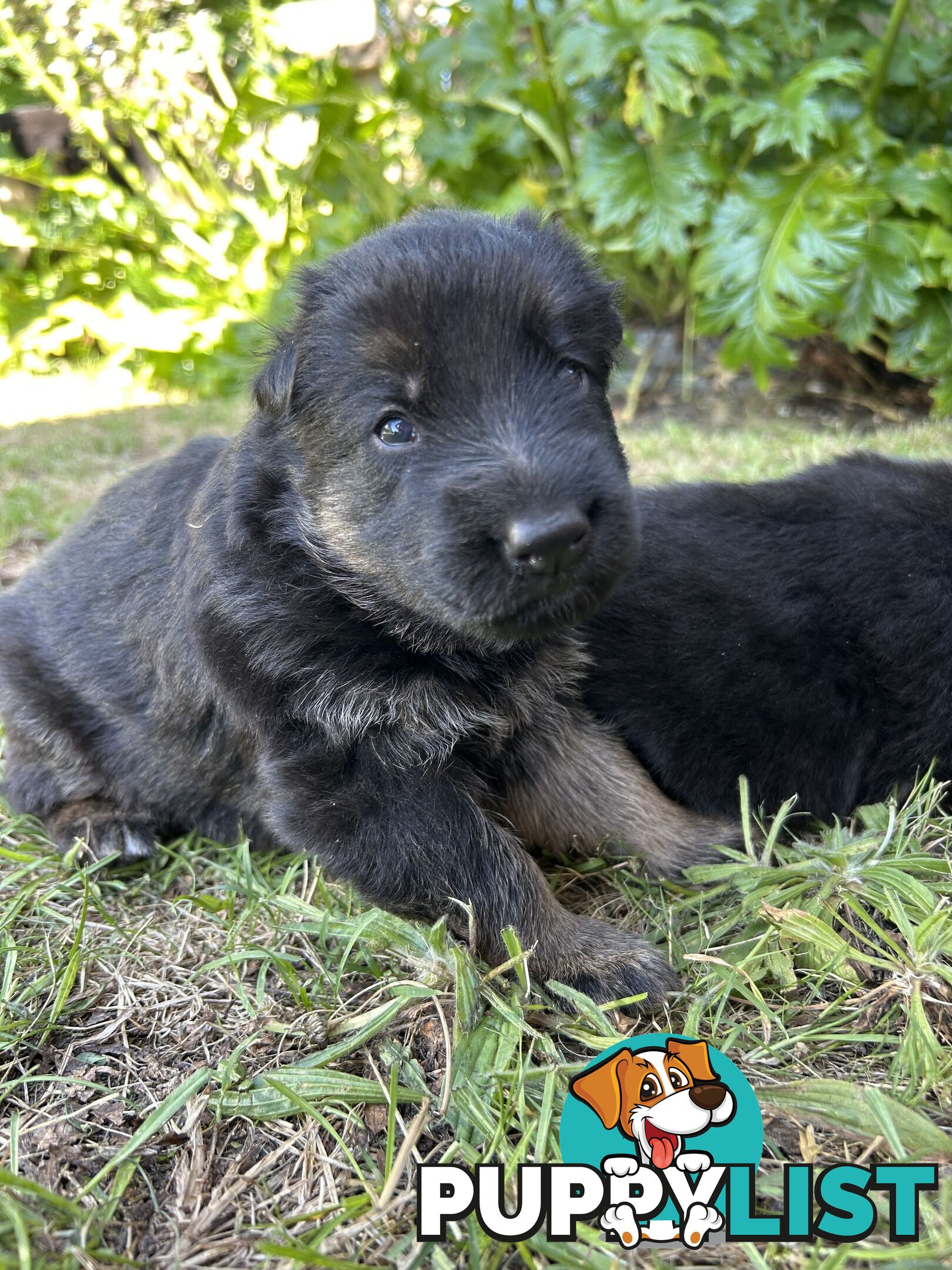 Pure German Shepherd Pups