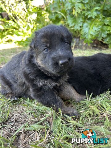 Pure German Shepherd Pups