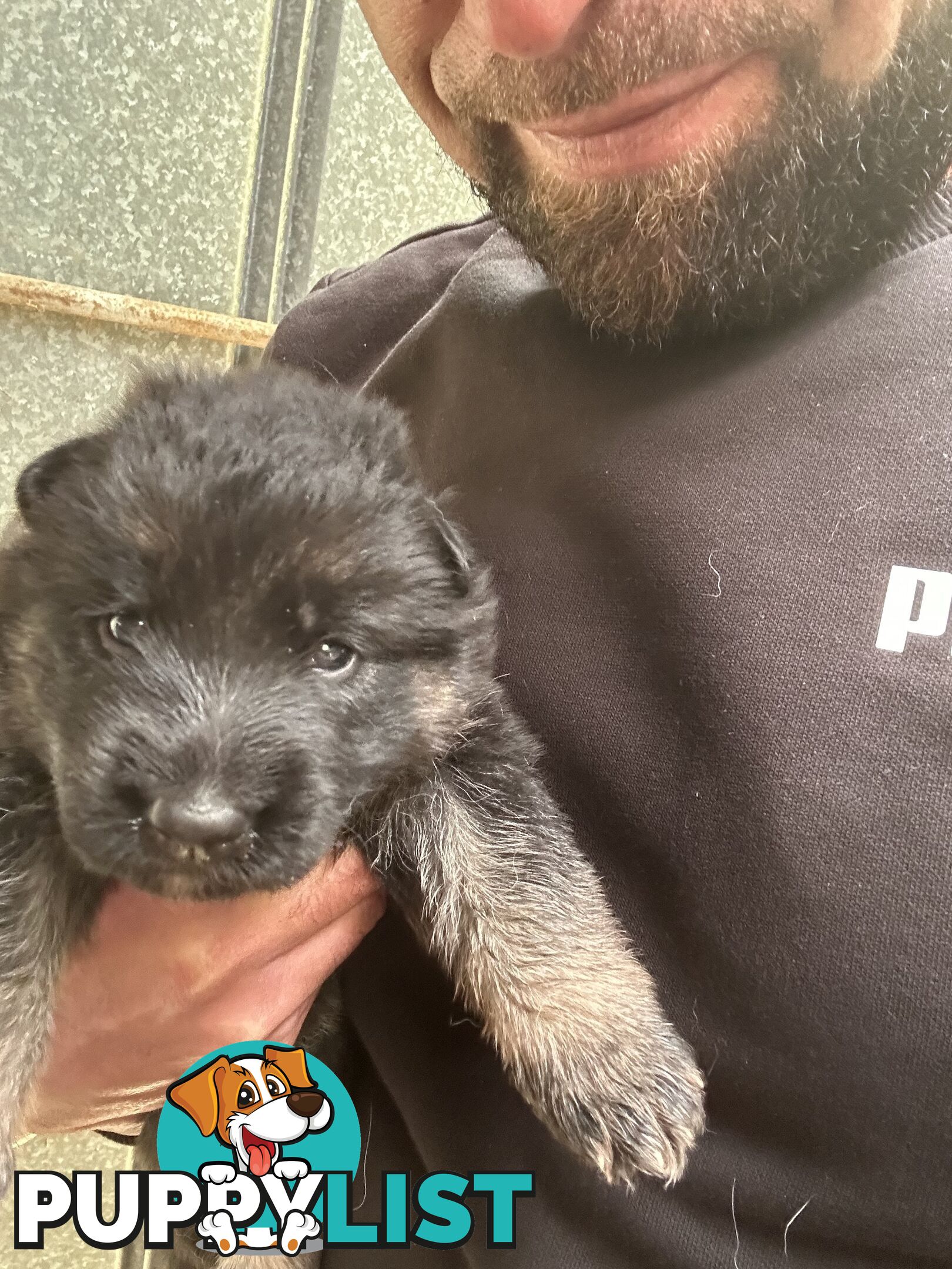 Pure German Shepherd Pups