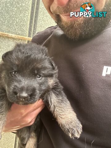 Pure German Shepherd Pups