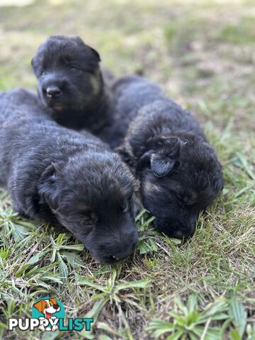 Pure German Shepherd Pups