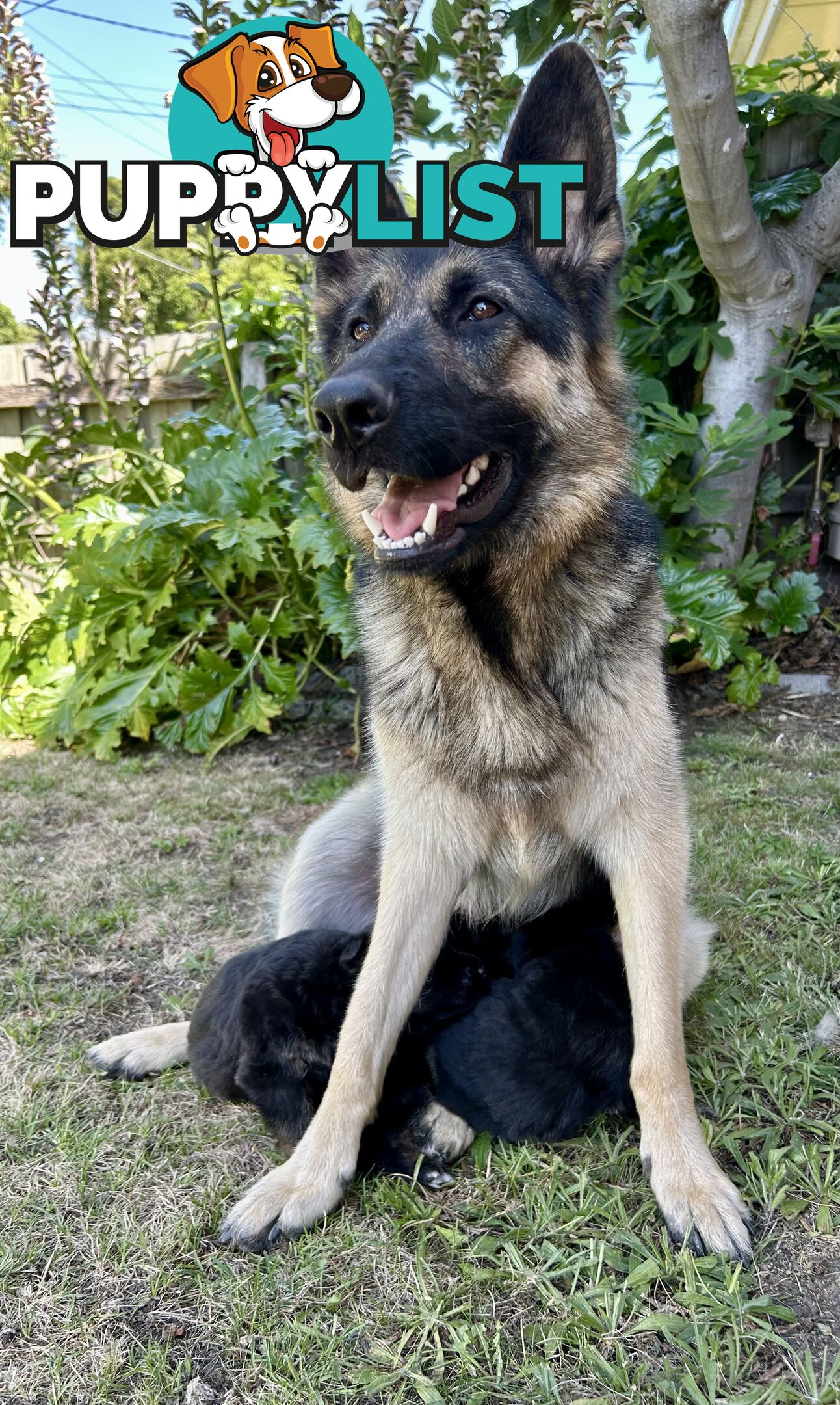 Pure German Shepherd Pups