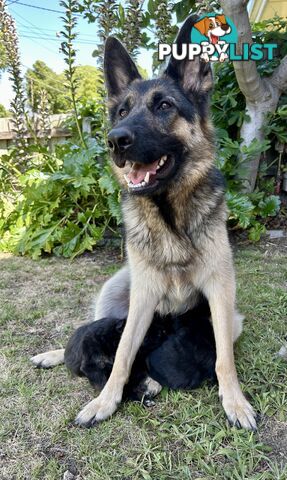 Pure German Shepherd Pups