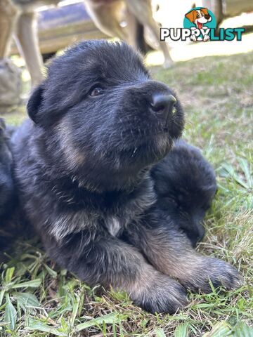 Pure German Shepherd Pups