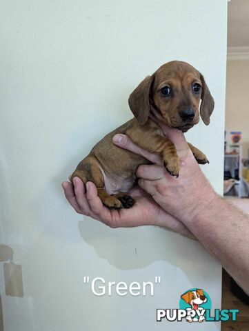 Miniature Dachshund