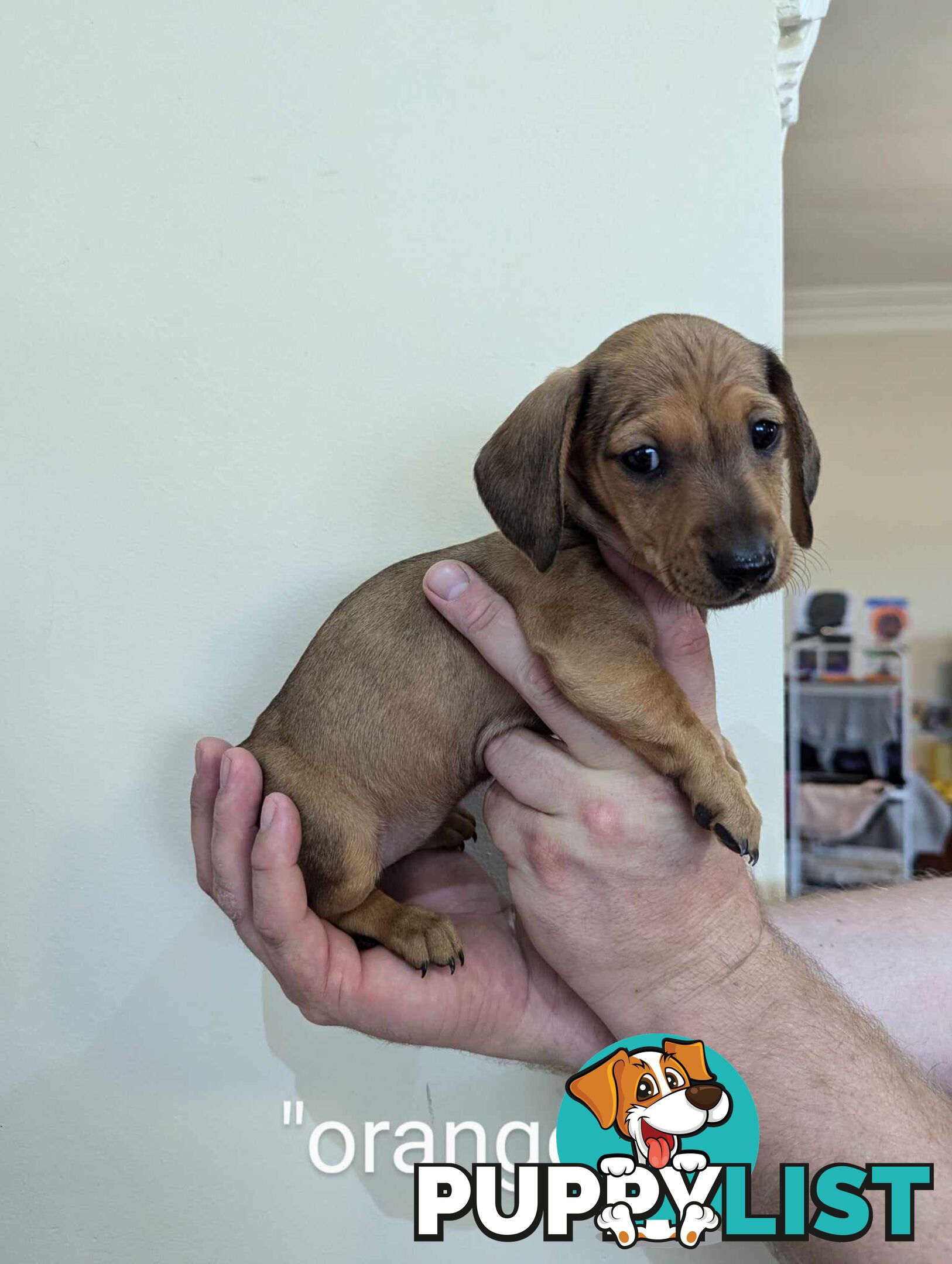 Miniature Dachshund