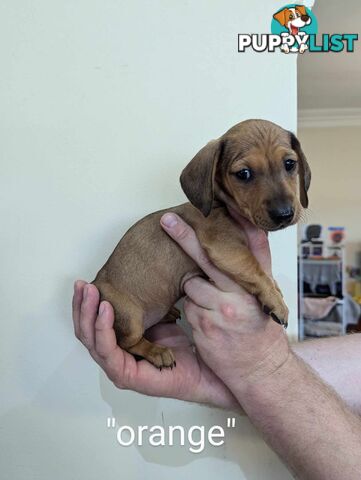 Miniature Dachshund