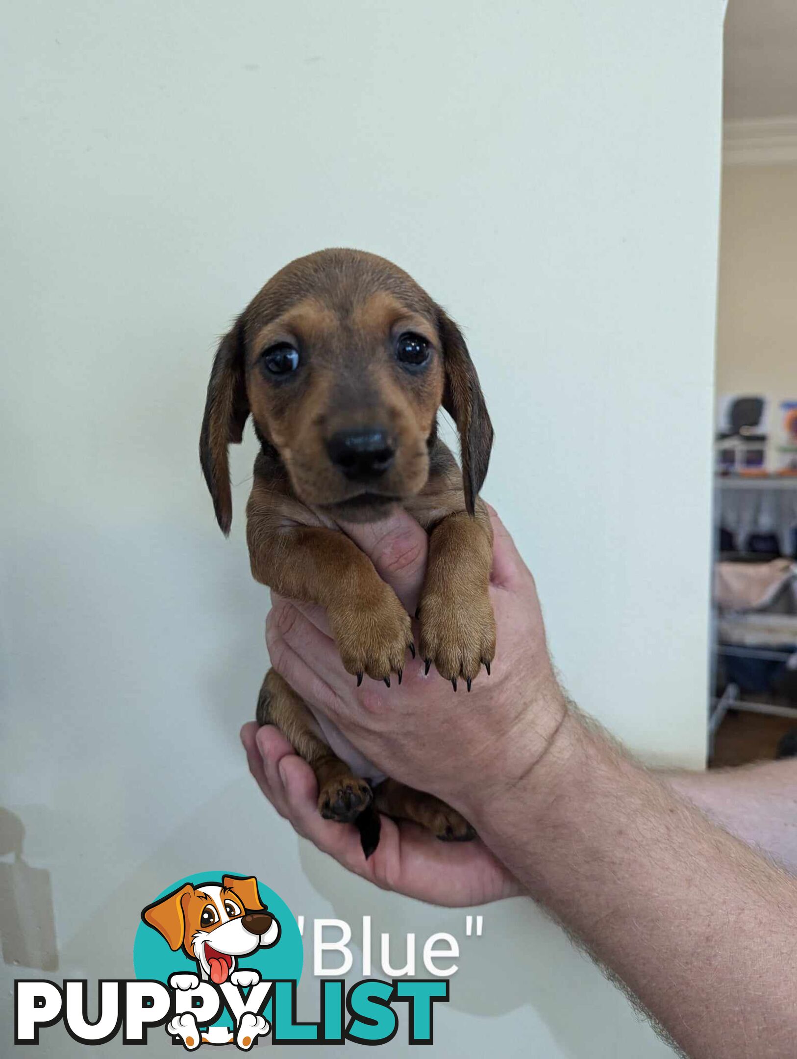 Miniature Dachshund