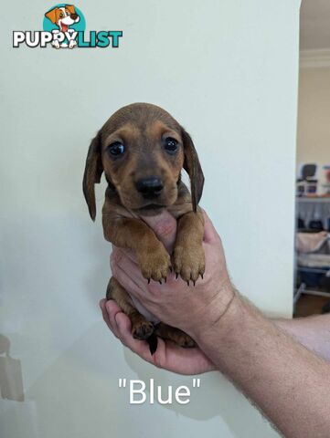 Miniature Dachshund