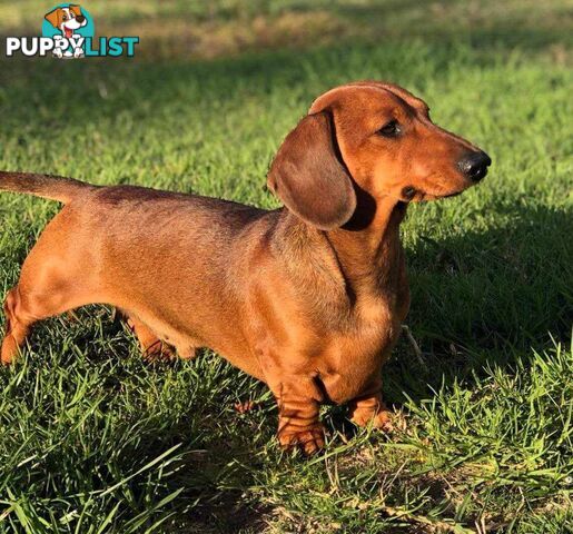 Miniature Dachshund